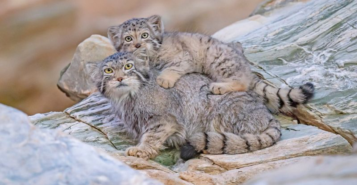 15 Super-Soft Animals – From Snuggly To Savage