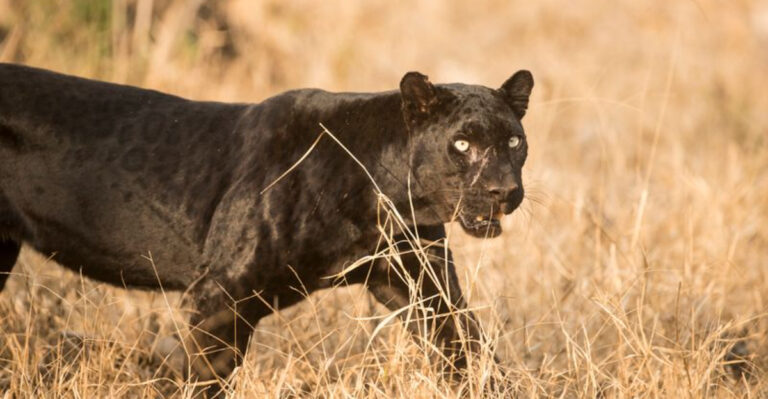 15 Surprising Facts About Panthers And Their Mysterious Lives