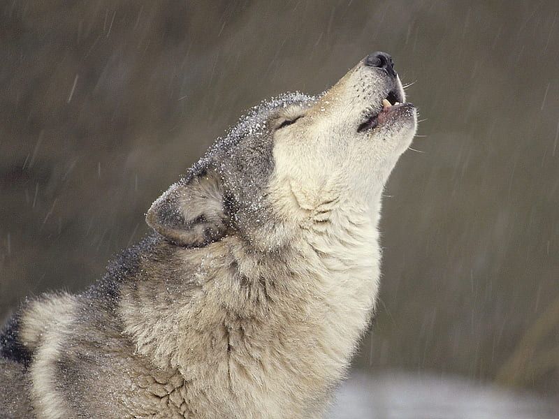 The Lone Howler