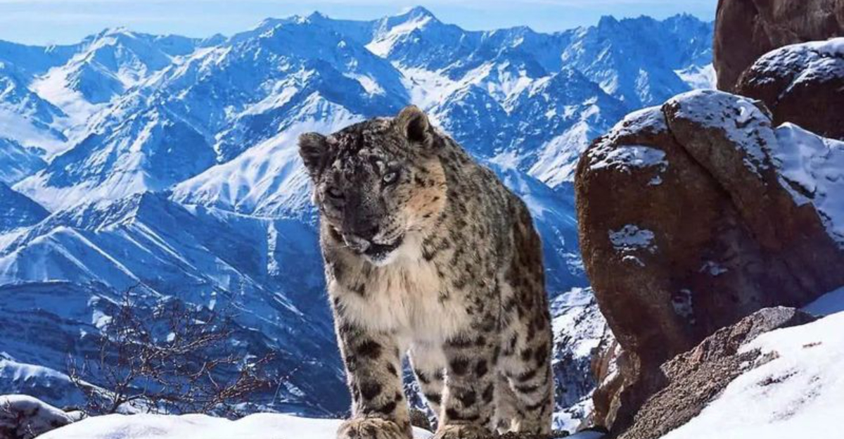 15 Surprising Places Where Big Cats Roam In The Wild