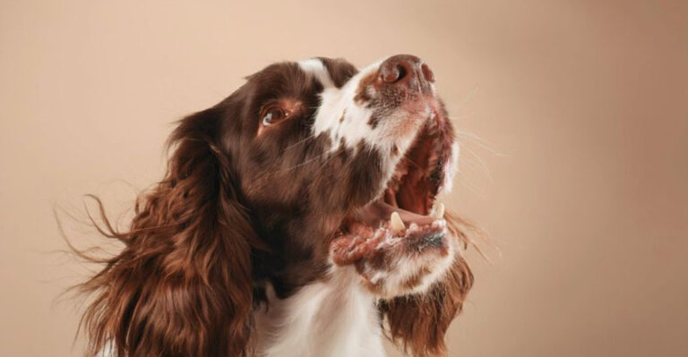 15 Surprising Reasons Dogs Bark At Nothing