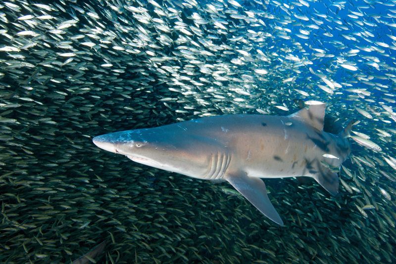 The Sneaky Sand Tiger