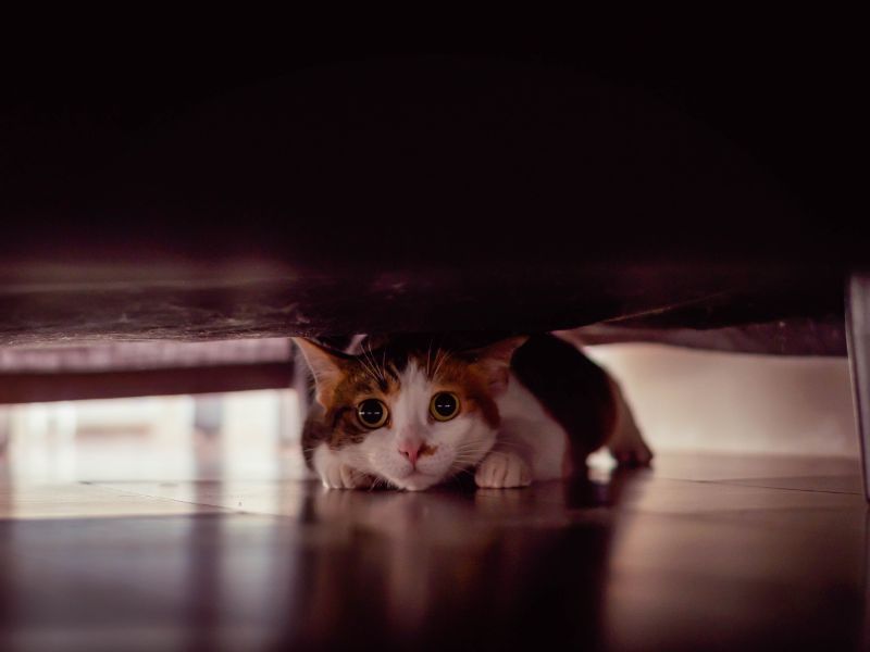Hiding Vs. Seeking Comfort