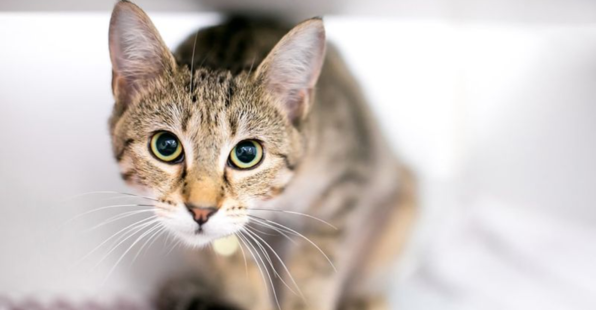 15 Surprising Ways Cats Handle Stress Differently Than Dogs