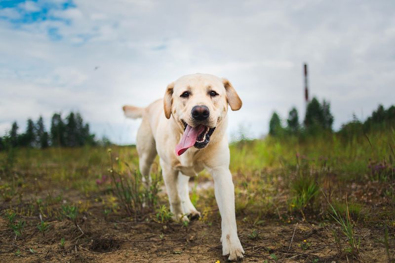 Labrador Retriever