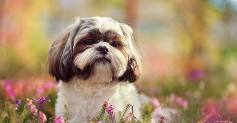 15 Sweet Dog Breeds That Make Terrible Watchdogs (But Excellent Pets)
