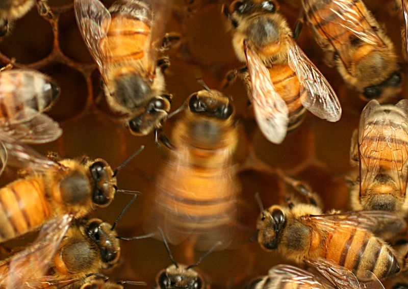 Dancing Bees Send Messages