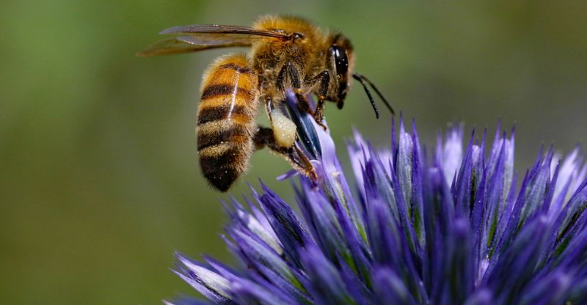 14 Sweet Honey Bee Facts You Should Know