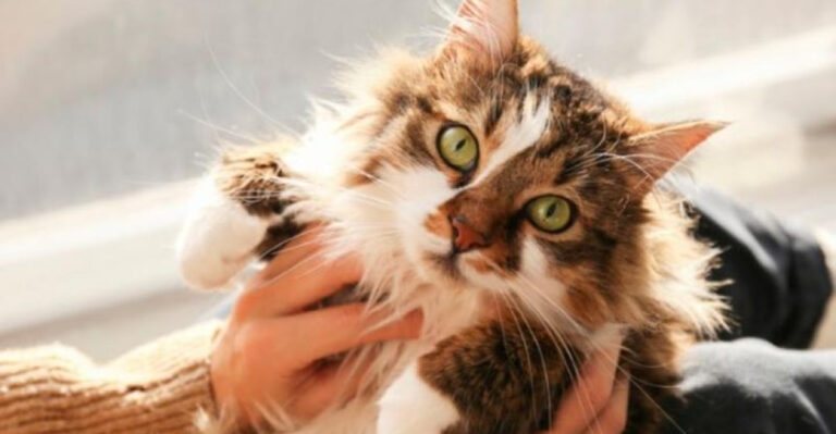 15 Things Cats Need Most During Emotional Transitions