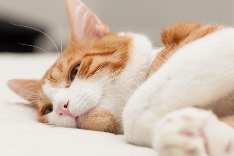 The Silent Meow