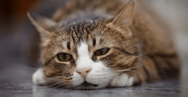 15 Things No One Tells You About Taking Care Of A Sick Cat