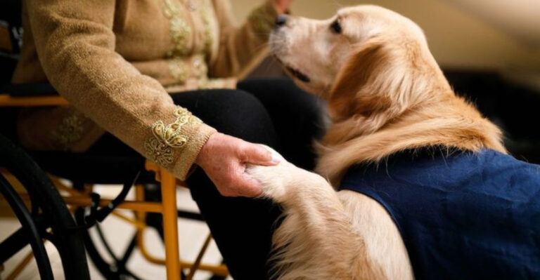 15 Things Only A Service Dog Trainer Truly Understands