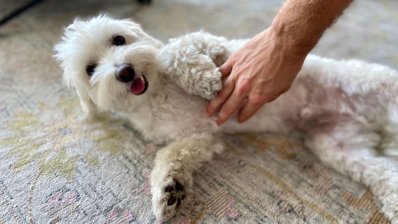 Morning Belly Rubs