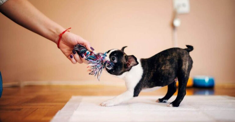 15 Things That Dogs Love That Owners Don’t Do Enough