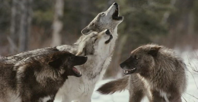 15 Things To Know About The Wolf Pack That Crossed 1,000 Miles In One Season