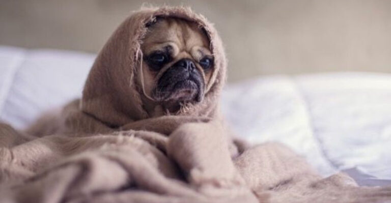 15 Things We Still Have To Learn About Dog Emotions, According To Scientists