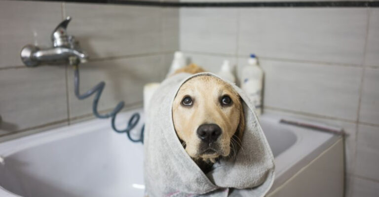 15 Things You Can Do At Home To Relieve Your Dog's Itchy Skin