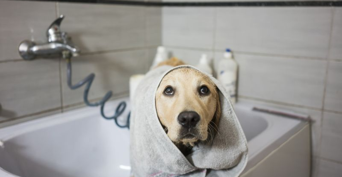 15 Things You Can Do At Home To Relieve Your Dog's Itchy Skin