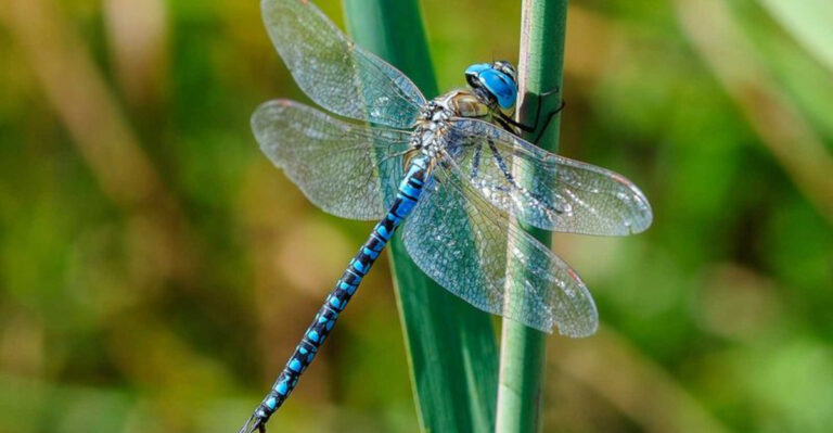 15 Things You Can Do To Attract Helpful Dragonflies To Your Yard