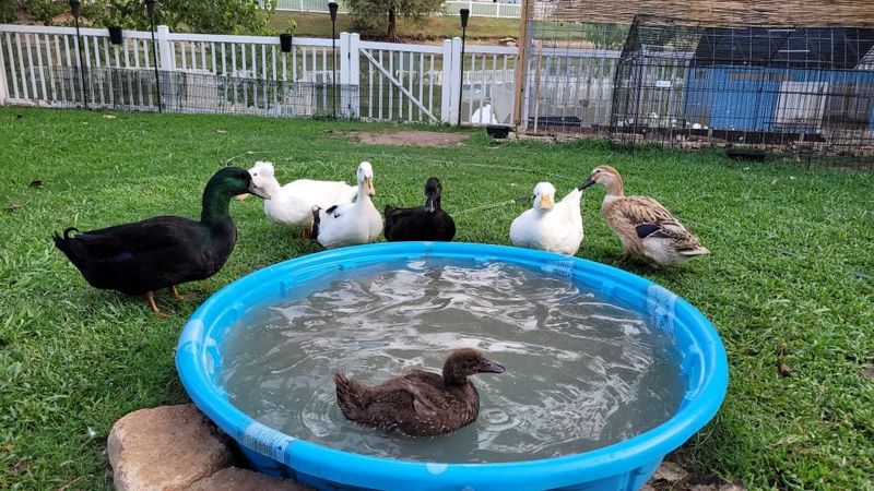 Ducks Need Water, But Not Necessarily A Pond