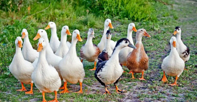 15 Things You Must Know Before Keeping Ducks On Your Farm