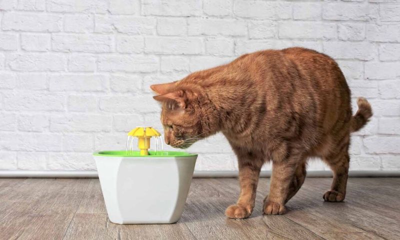 Forgetting Fresh Water Supply