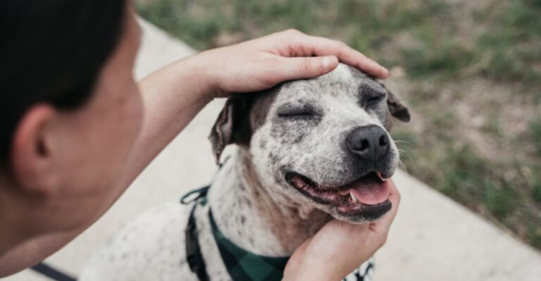 15 Tips For Fostering Pets In Need - From Dogs To Small Critters