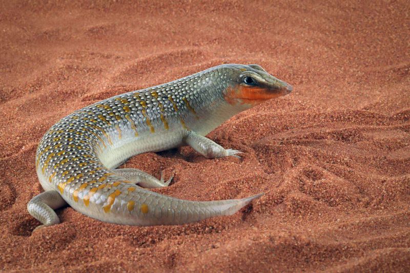 Sand Swimmers: The Sandfish Skink