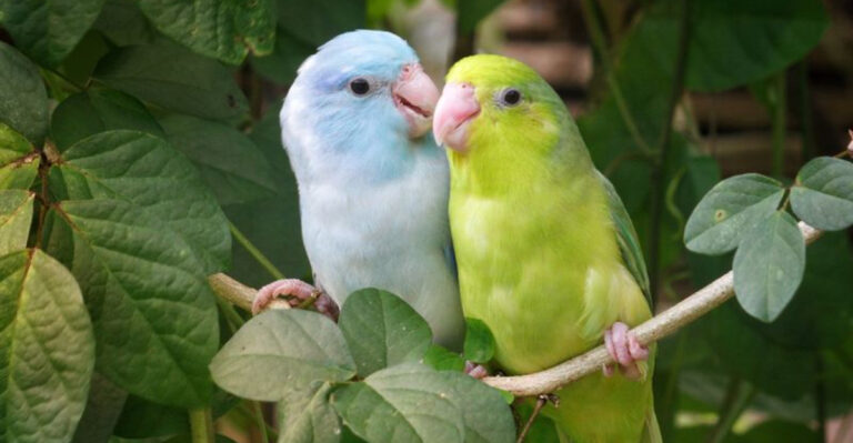 15 Types Of Birds That Make Perfect Pets