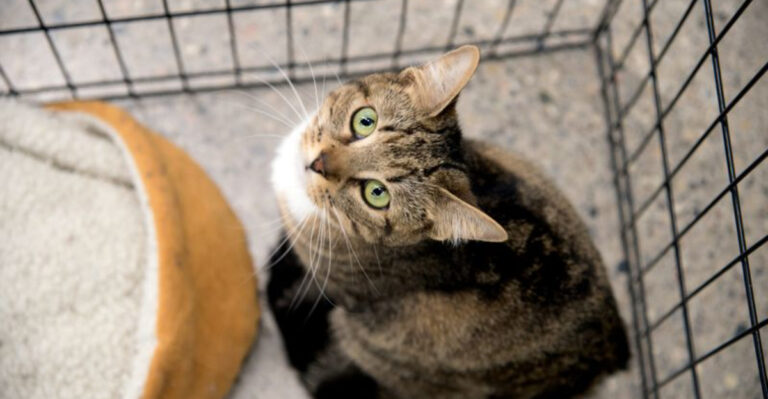 15 Types Of People Who Shouldn’t Adopt A Cat