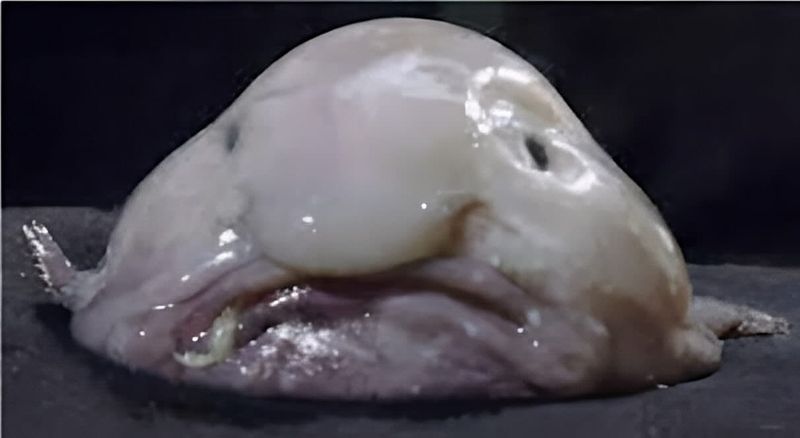 Blobfish: The Gelatinous Garbage Collector