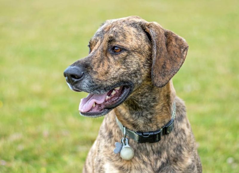 Plott Hound