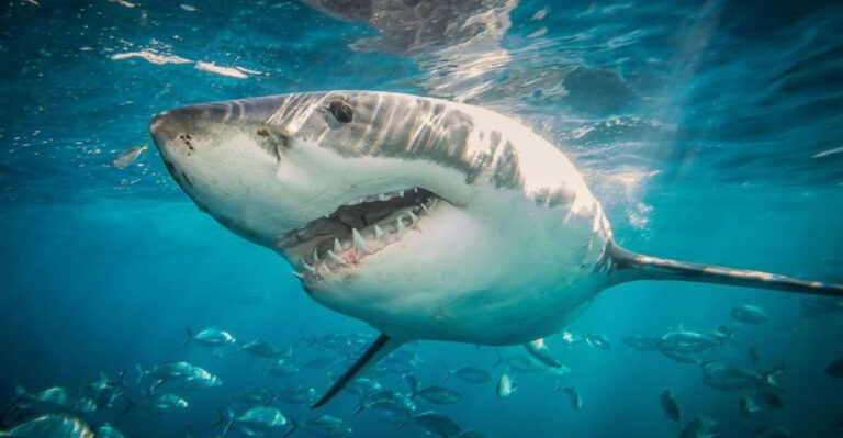 15 Underwater Predators That Rule U.S. Oceans