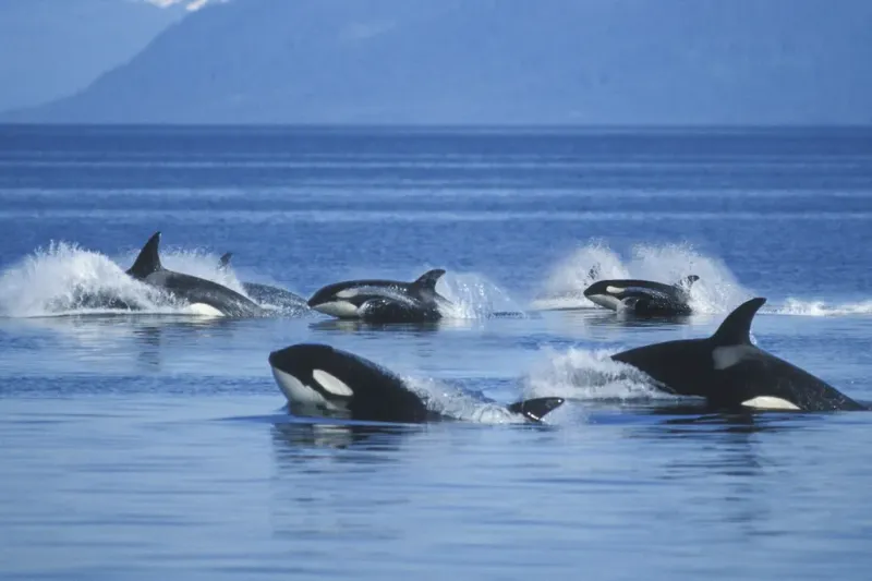 Orca