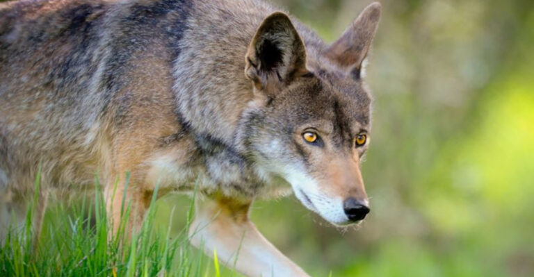 15 Unique Red Wolf Behaviors That Set Them Apart From Their Coyote Relatives