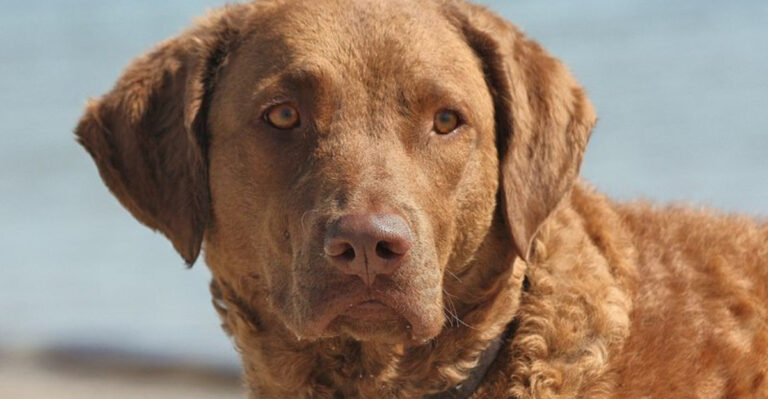 15 Unusual Signs Your Dog Could Have A Personality Disorder