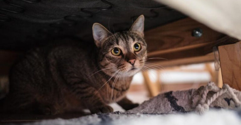 15 Warning Cat Behaviors That Emerge In Unsecure And Unfriendly Homes