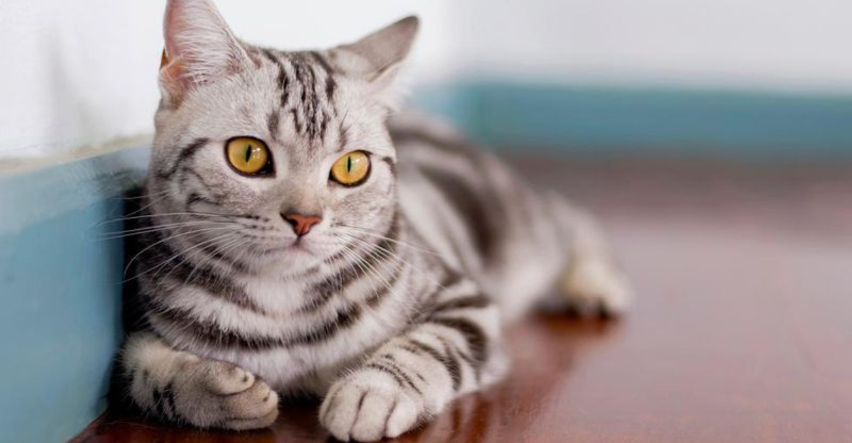 15 Ways American Shorthairs Differ From Domestic Shorthairs