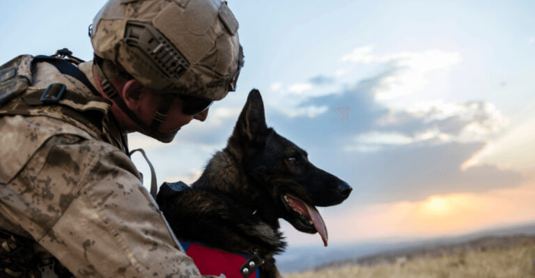 15 Ways Animals Help Veterans Cope With PTSD