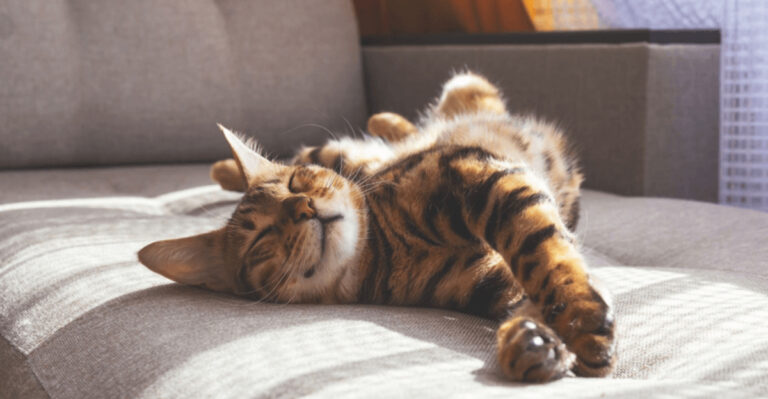 15 Ways Cats Create Less Stress Than Dogs In Daily Life