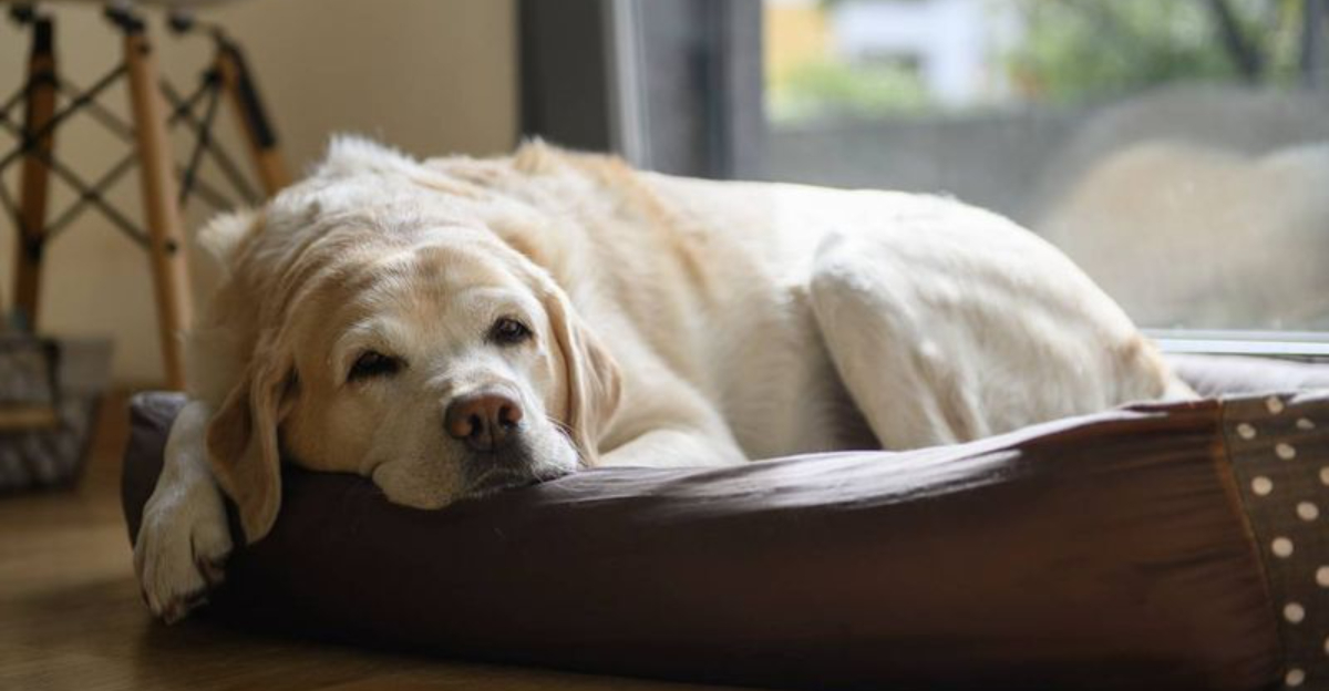 15 Ways Dogs Change With Age And How Owners Can Adapt