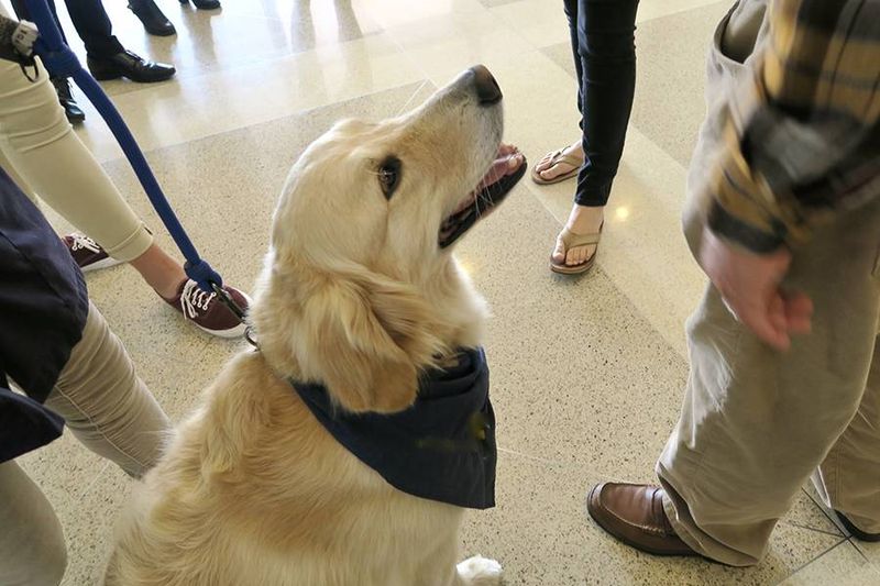 Therapy Dogs