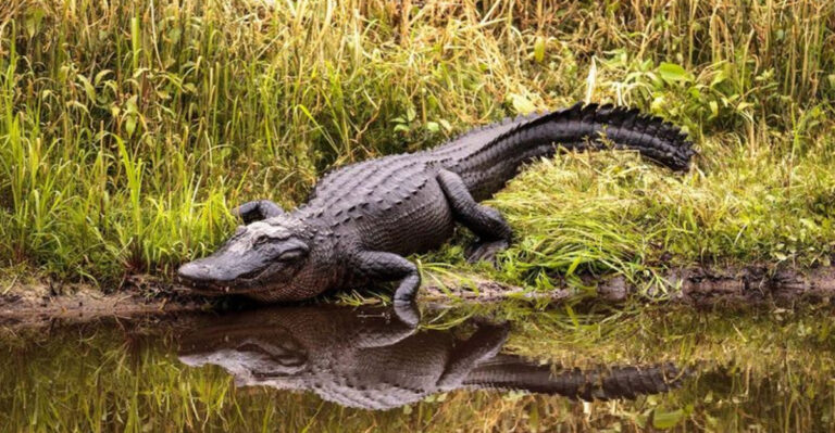 15 Ways Predator Comebacks Are Transforming American Ecosystems