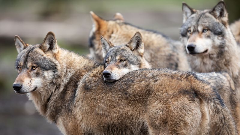Wolf Packs Reshape River Systems