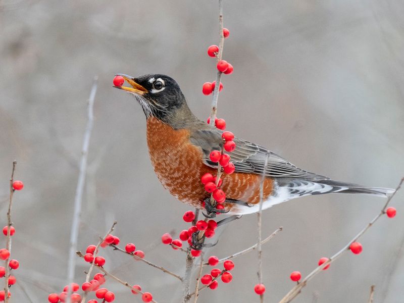 Urban Heat Islands Provide Winter Warmth