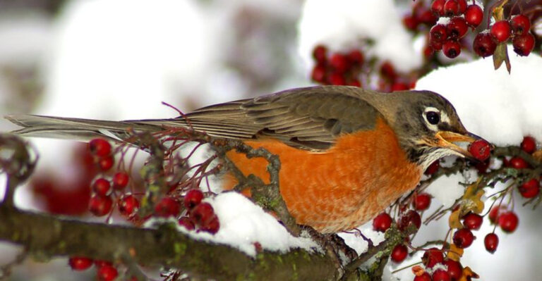 14 Ways The American Robin Is Adapting To Nest All Year In The U.S.