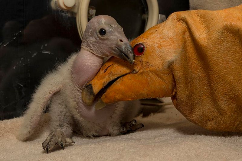 Captive Breeding Programs