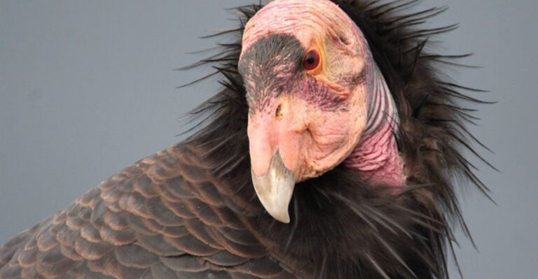 15 Ways The California Condor Was Saved From Extinction