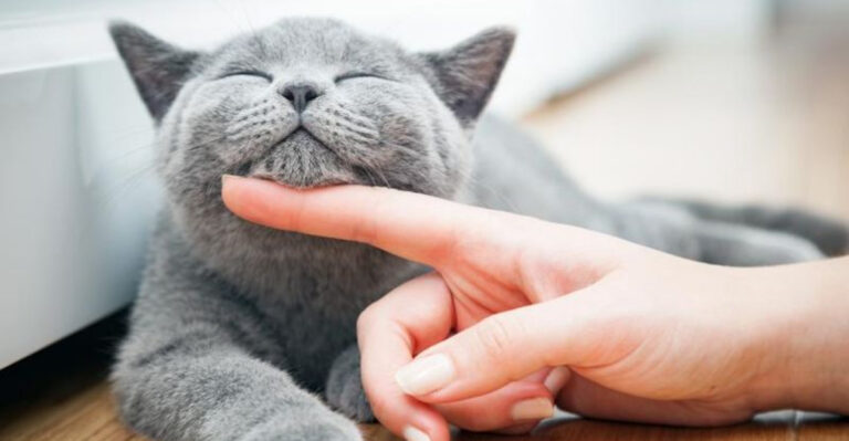 15 Ways To Be The Steady Companion Your Cat Can Count On