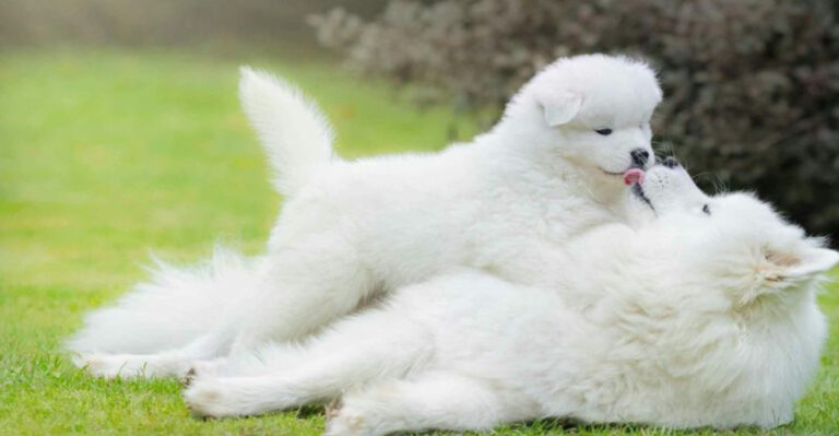 15 Ways To Introduce A New Puppy To Other Family Dogs